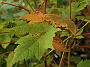 Acer barbinerve